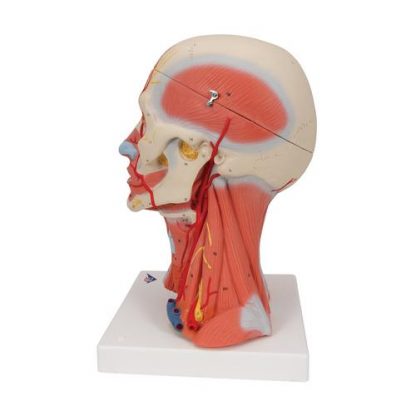 model głowy mięśniowej z szyją
