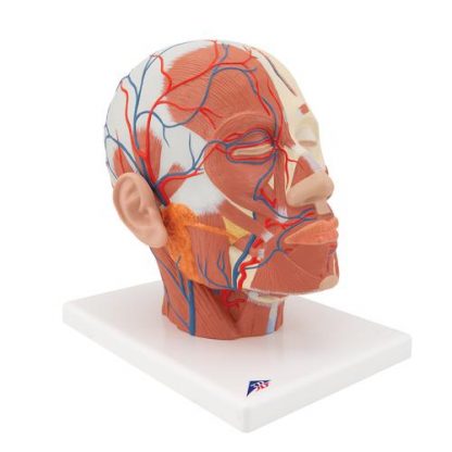 Model głowy z mięśniami
