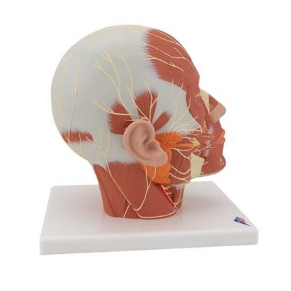 model głowy z mięśniami i układem nerwowym