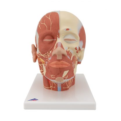 Głowa z układem mięśniowym i nerwowym