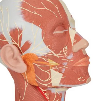 model głowy z mięśniami i układem nerwowym