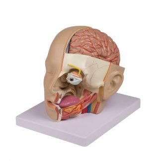 Anatomiczny model głowy