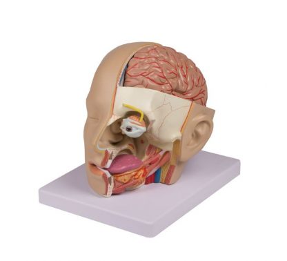 Anatomiczny model głowy