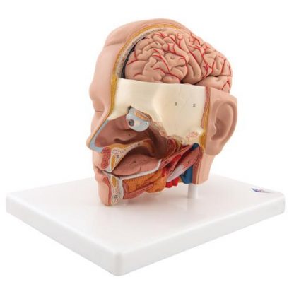 Model głowy na podstawie