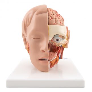 Model głowy na podstawie