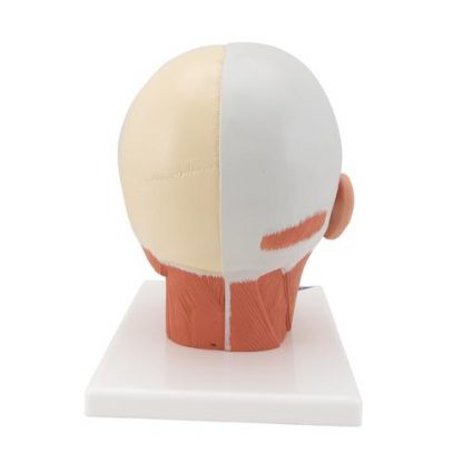 anatomiczny model głowy z układem mięśniowym