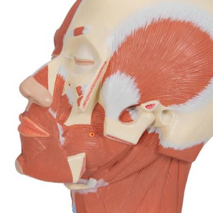 anatomiczny model głowy z układem mięśniowym