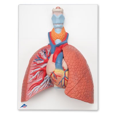 Model płuc 1
