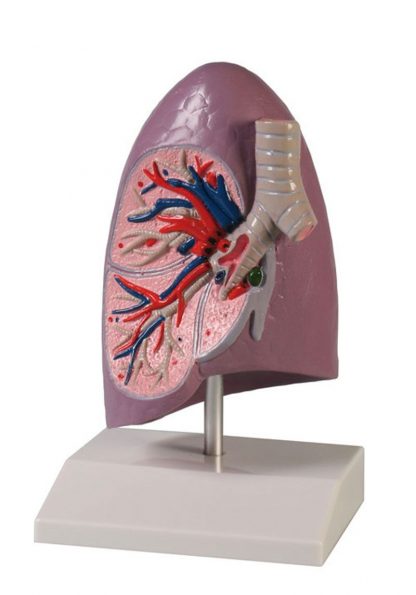 Model płuca
