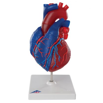Model serca naturalnych wymiarów
