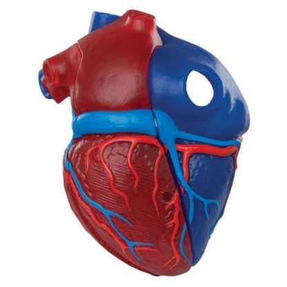 Model serca naturalnych wymiarów 3