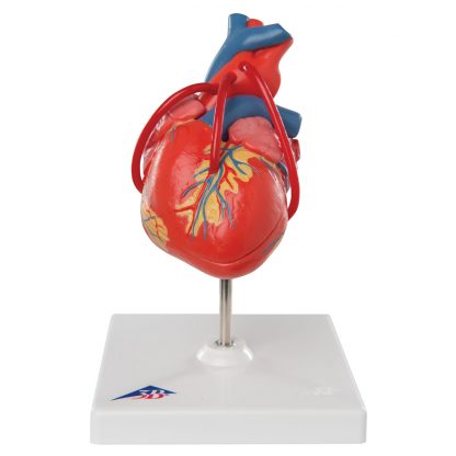 Model serca z bajpasami