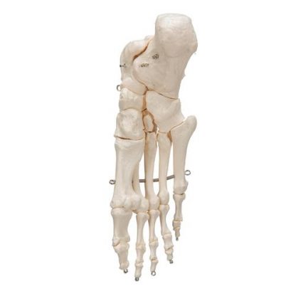 Szkielet stopy