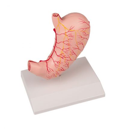 Model żołądka naturalnych wymiarów