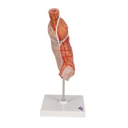 Model żołądka z SAGB_2