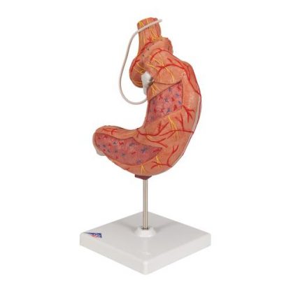 Model żołądka z SAGB_4