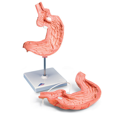 Model żołądka z SAGB_8