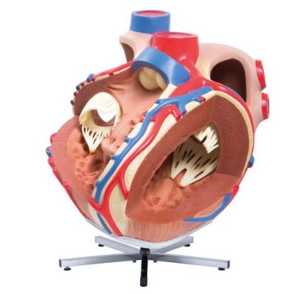 Olbrzymi model serca 1