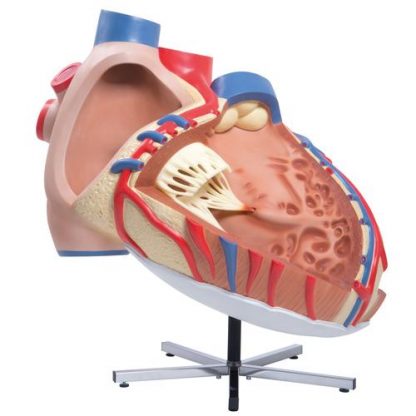 Olbrzymi model serca 2