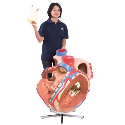 Olbrzymi model serca 4
