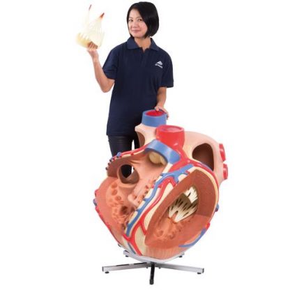 Olbrzymi model serca 5