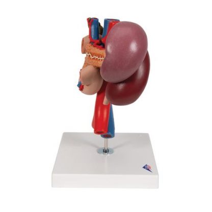 Organy górnego brzucha 2