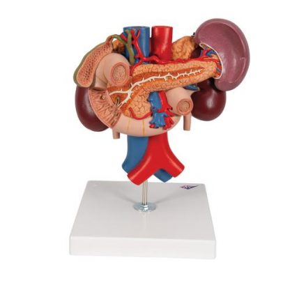 Organy górnego brzucha 3