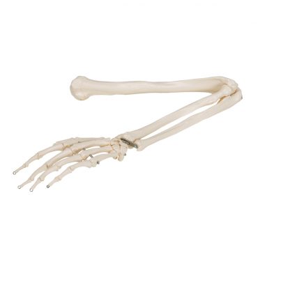 Pełny szkielet ręki