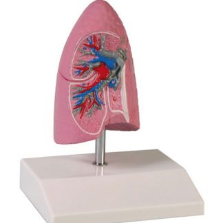 Pomniejszony model płuca