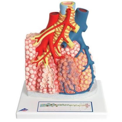 Płat płucny z naczyniami krwionośnymi 2