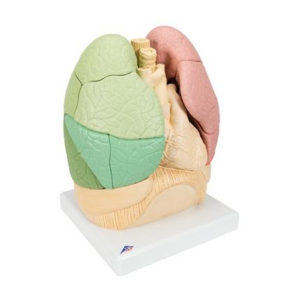 Płuca podzielone na segmenty 1