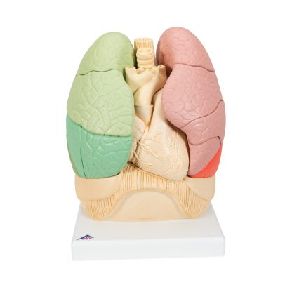 Płuca podzielone na segmenty