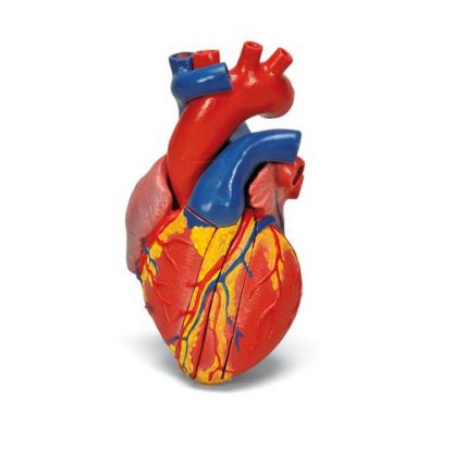 Serce naturalnych wymiarów 1