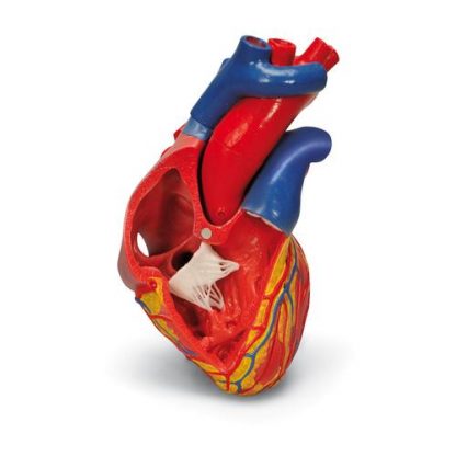 Serce naturalnych wymiarów 2