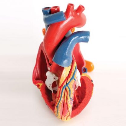 Serce naturalnych wymiarów 3