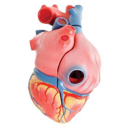 Serce naturalnych wymiarów 5