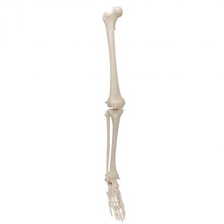 Szkielet nogi