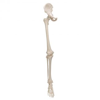 Szkielet prawej nogi z kością miedniczną