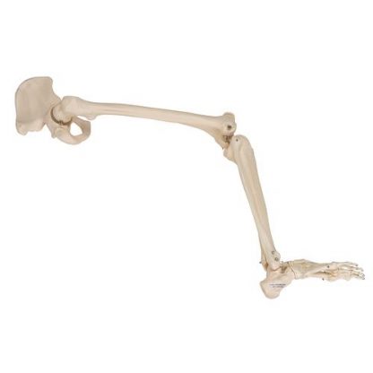 Szkielet nogi z kością miedniczną_2
