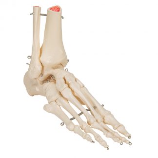 Szkielet stopy i kostki