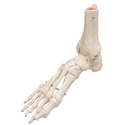 Szkielet stopy i kostki_2