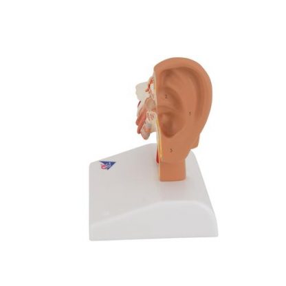 Biurkowy model ucha