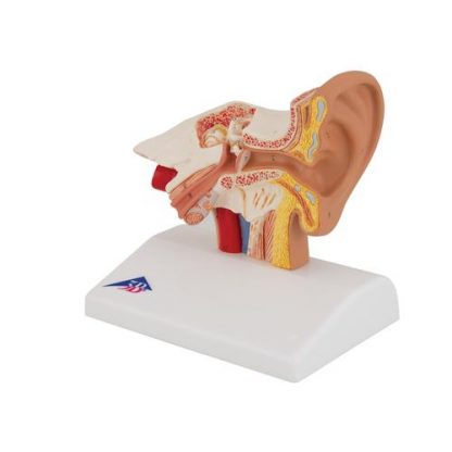 Biurkowy model ucha