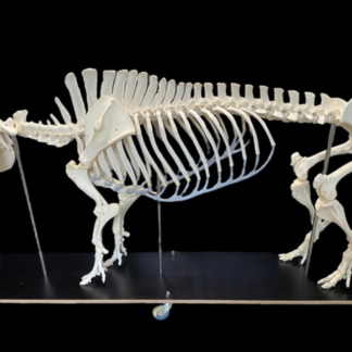 MODEL SZKIELETU ŚWINI