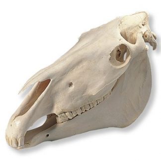 Model czaszki konia