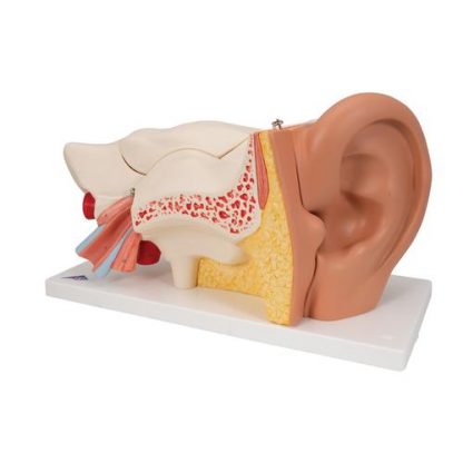 Ucho z częścią kostną