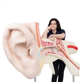 Największe na świecie ucho