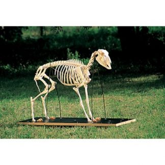 Prawdziwy szkielet owcy