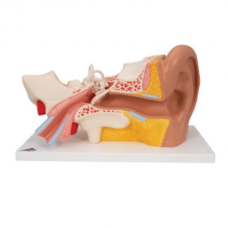 Standardowy model ucha