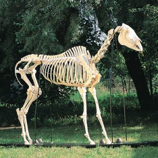 Szkielet Konia